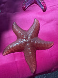 Red Starfish