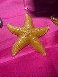 Orange Starfish